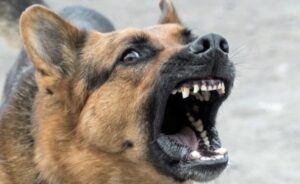 Does Pepper Spray Work On Dogs